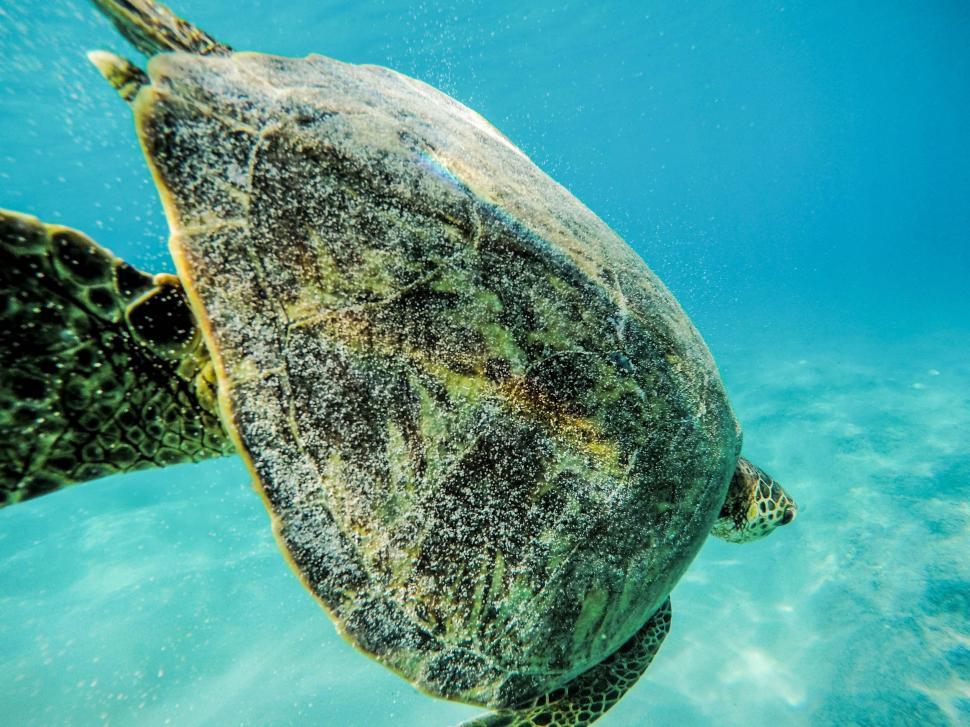 Free Image of Green Turtle Swimming in the Ocean 