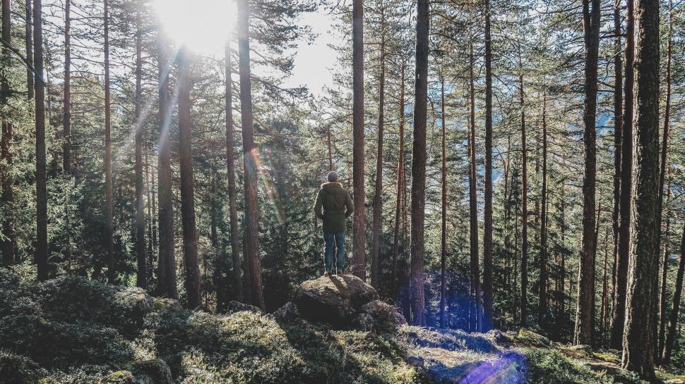 Free Image of Man Standing on Top of Lush Green Forest 