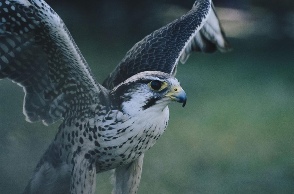 Free Image of Bird of Prey Soaring Through the Sky 