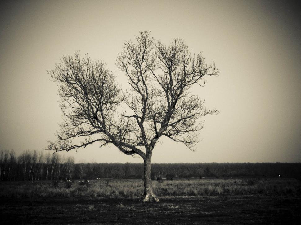 Free Stock Photo of lonely tree | Download Free Images and Free ...