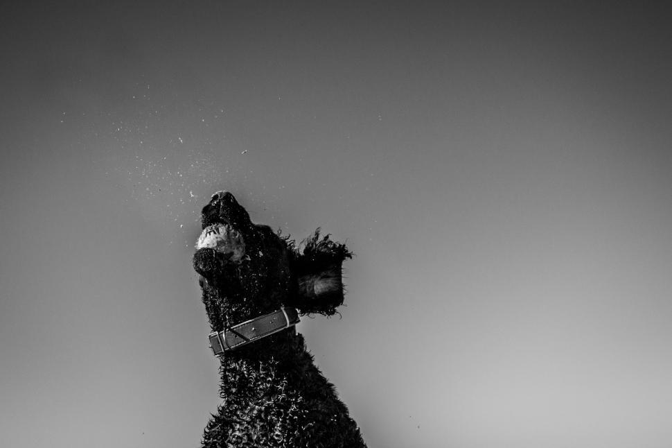 Free Image of Dog Jumping on Snowboard 