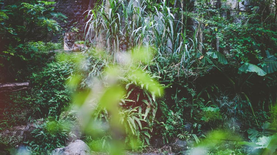 Free Image of Dense Green Forest Filled With Trees 