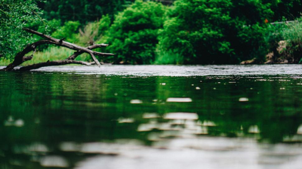 Free Image of A Serene Lake Surrounded by Trees and Grass 