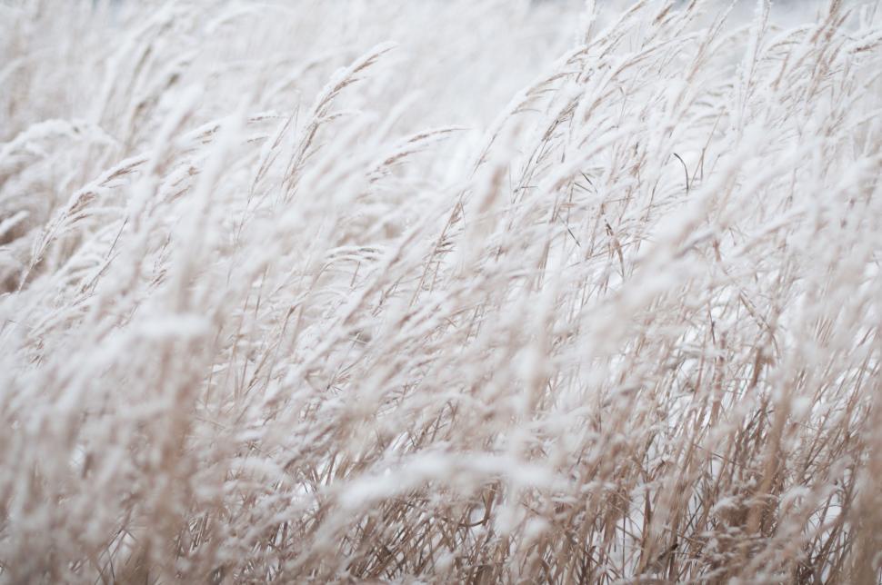 Free Image of Snow-Covered Tall Grass Field 