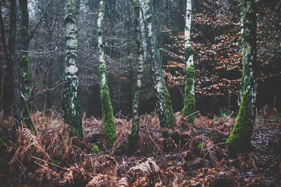 Free Image of Towering Trees in a Dense Forest 