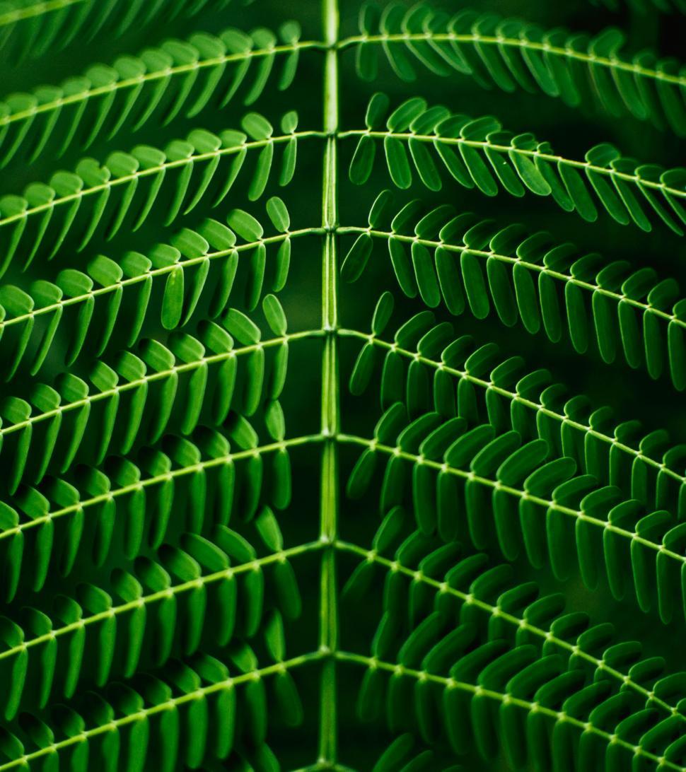 Free Image of Close Up View of a Green Leaf 