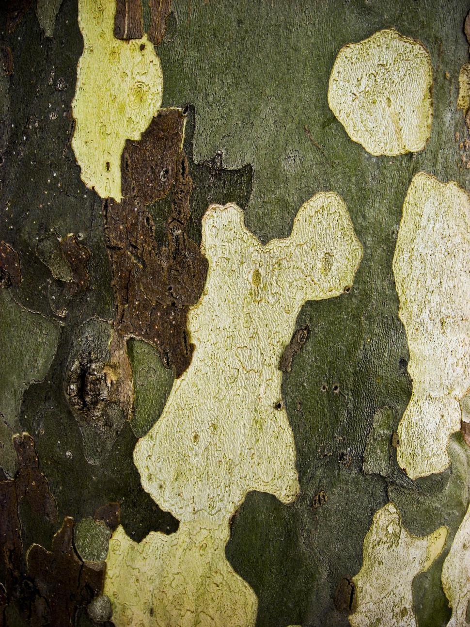 Free Image of wood texture 