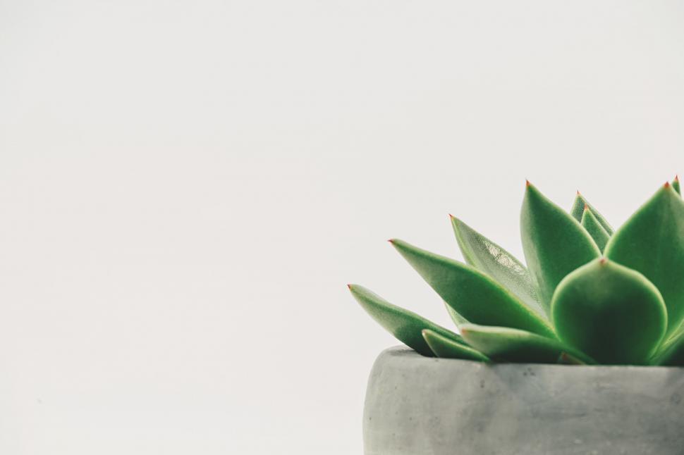 Free Image of Small Green Plant in a White Pot 