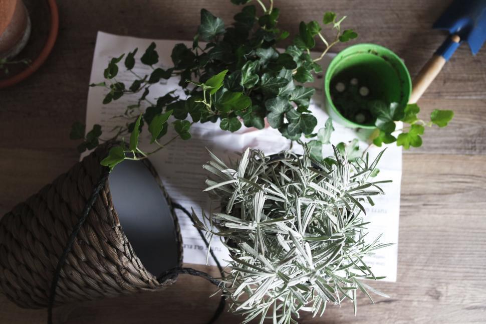 Free Image of Potted Plant on Wooden Table 