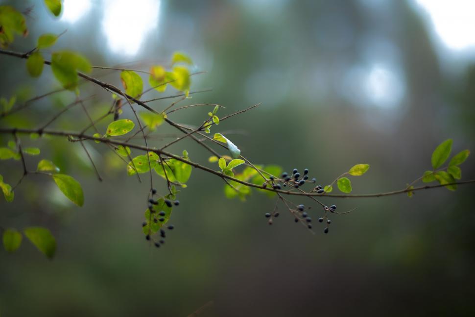 Free Image of Bird Perched on Tree Branch With Green Leaves 