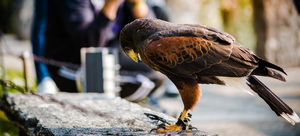 Free Stock Photo of Bird of Prey Perching on Ledge | Download Free ...