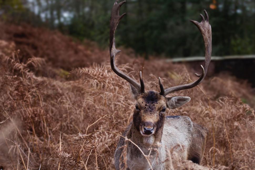 Free Image of Deer Standing in a Field of Tall Grass 