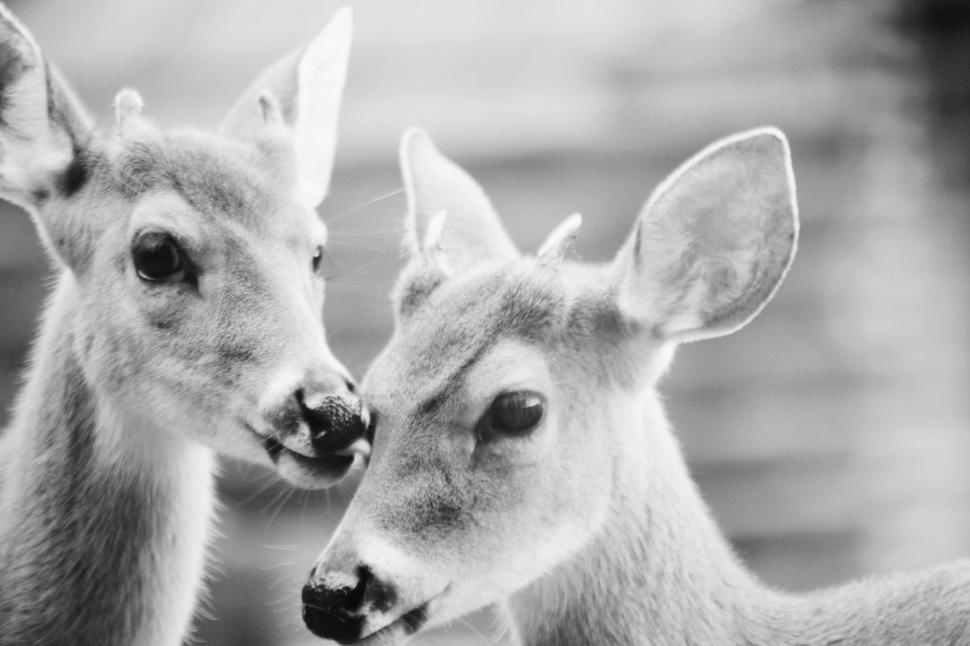 Free Stock Photo of Two Deer Standing Together in Forest Clearing ...