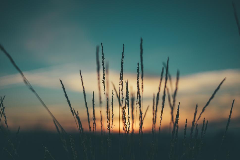 Free Image of Sun Setting Behind Tall Grass 