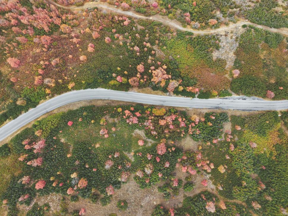 Free Image of Aerial View of Road Winding Through Forest 