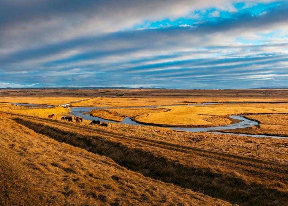 Free Image of Herd of Cattle Walking Across a Dry Grass Covered Field 