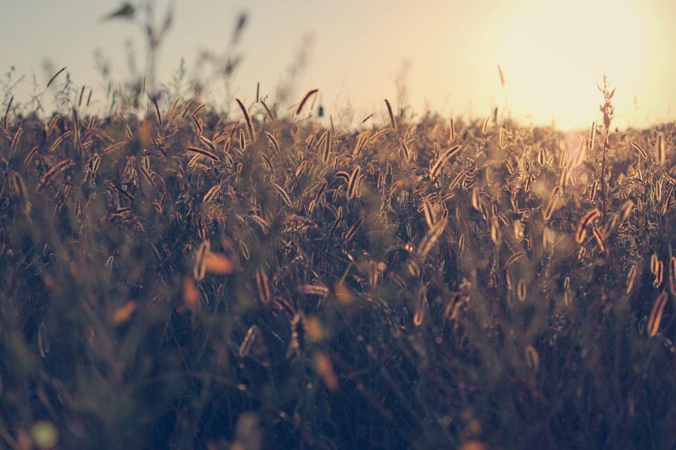 Free Image of Sunlit Tall Grass Field 