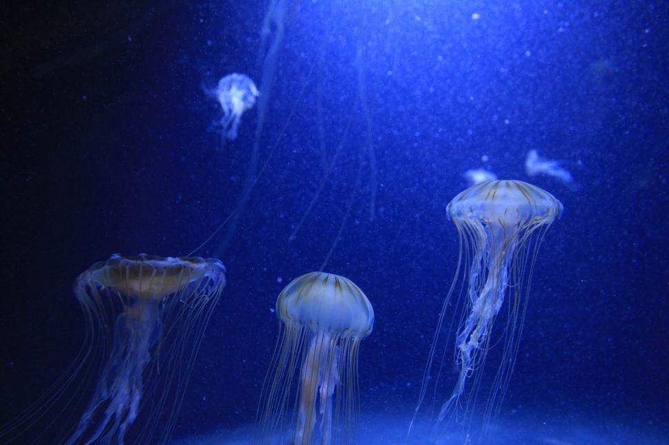 Free Image of Group of Jellyfish Swimming in the Water 