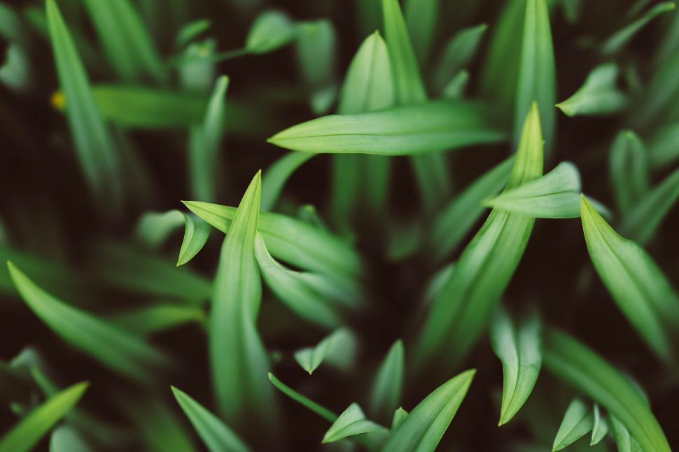Free Image of Close Up of a Plant With Green Leaves 