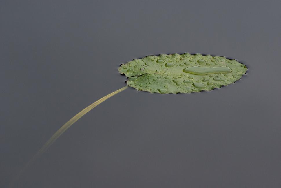 Free Image of Floating Leaf on Water 
