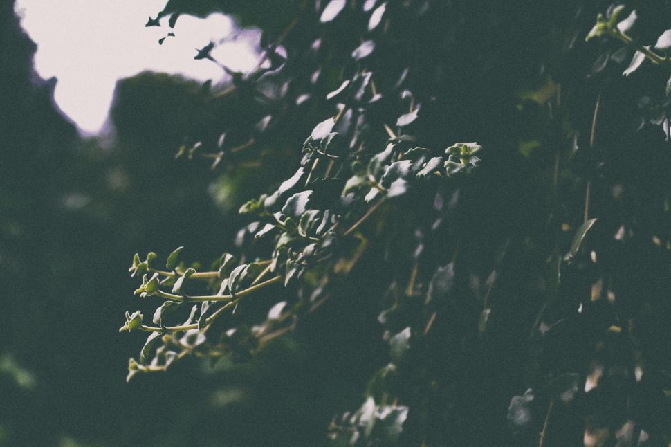 Free Image of Majestic Tree With Lush Foliage 