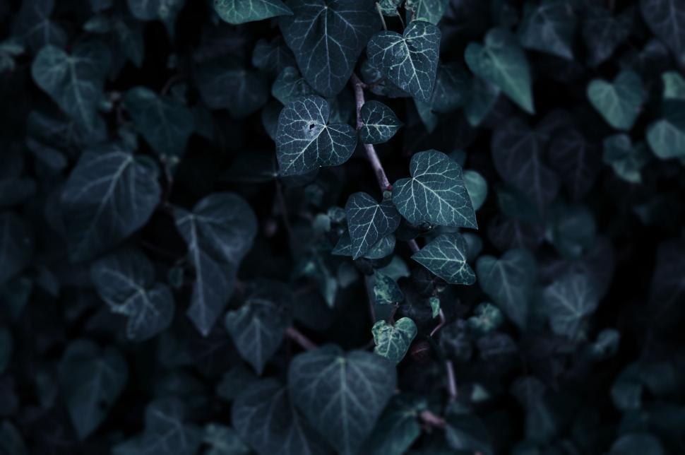 Free Image of Piles of Fallen Leaves on the Ground 