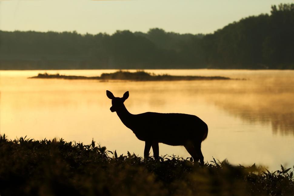 Free Image of Deer Standing Before Body of Water 
