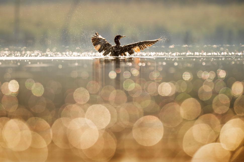 Free Image of Bird Floating in Water 