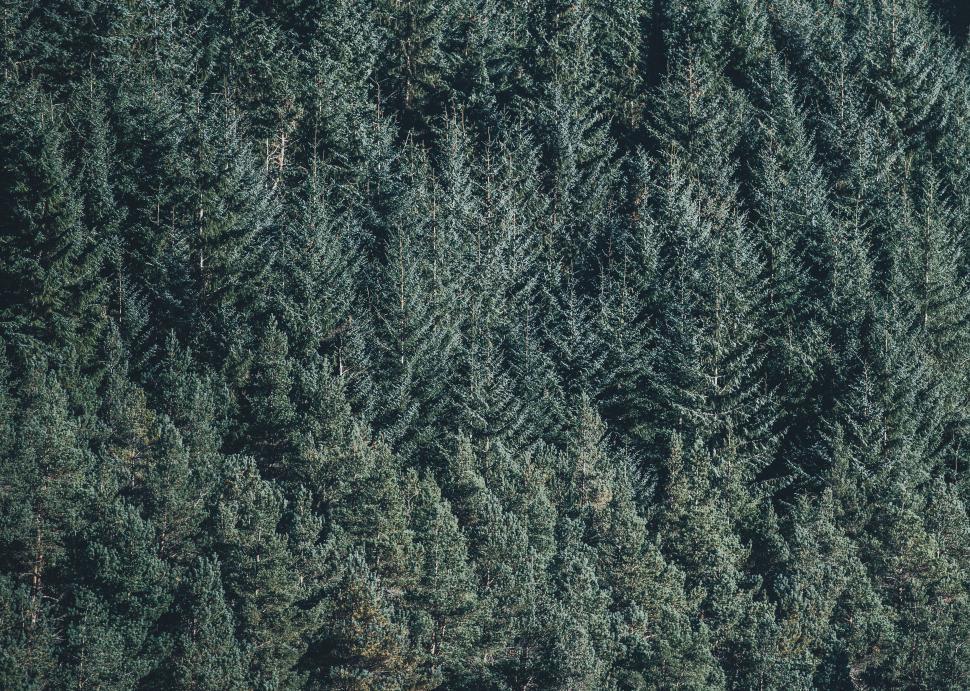 Free Image of Monochrome Forest Landscape 