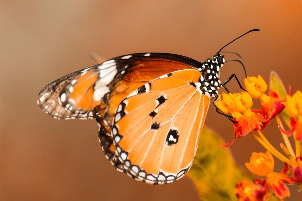 Free Image of Butterfly Resting on Flower Petal 