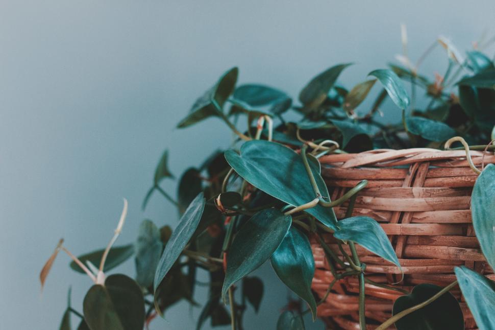 Free Image of Wicker Basket Filled With Green Leaves 