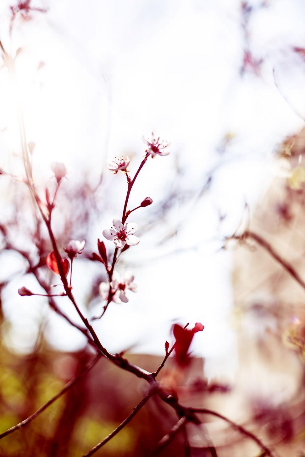 Free Image of Blurry Tree Branch With Building in Background 