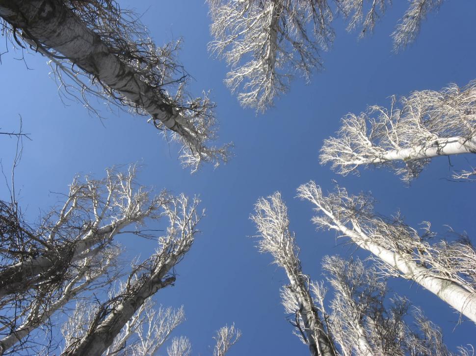 Free Image of trees 