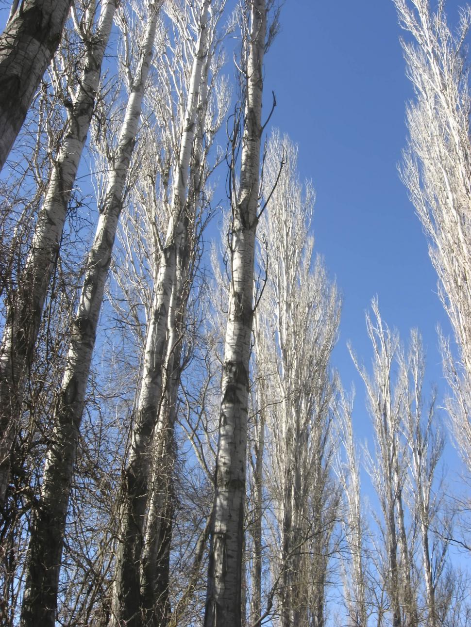 Free Image of trees 