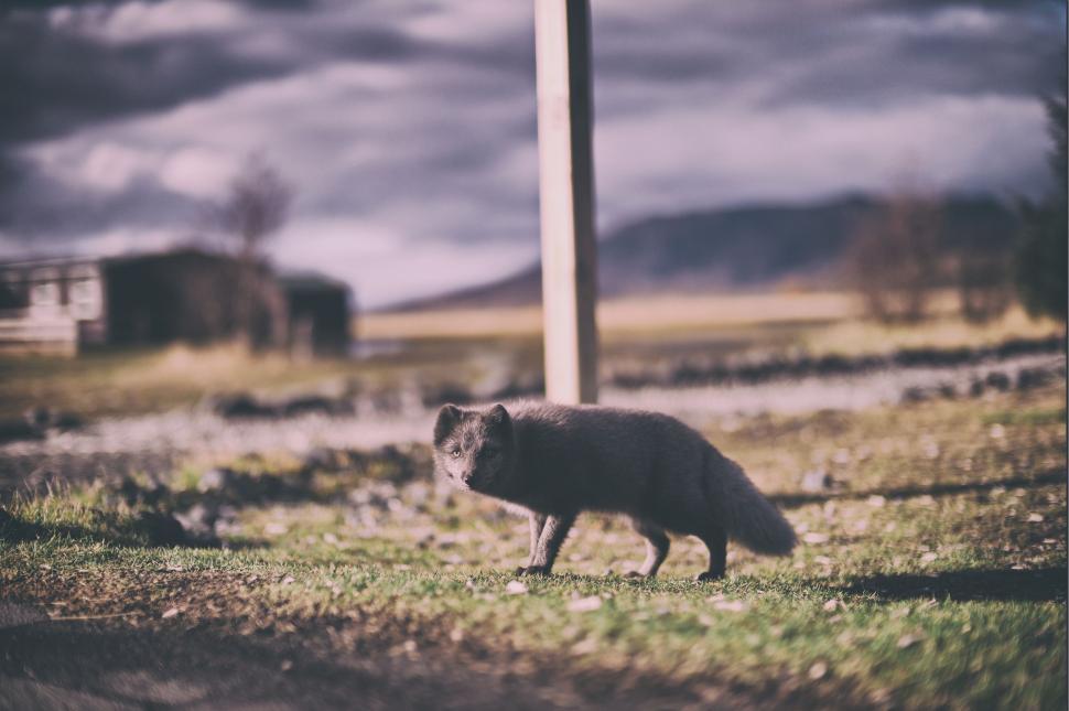 Free Image of Small Animal Standing on Top of Grass Covered Field 