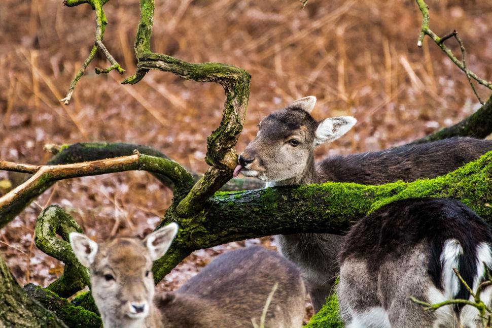 Free Stock Photo of deer animal | Download Free Images and Free ...