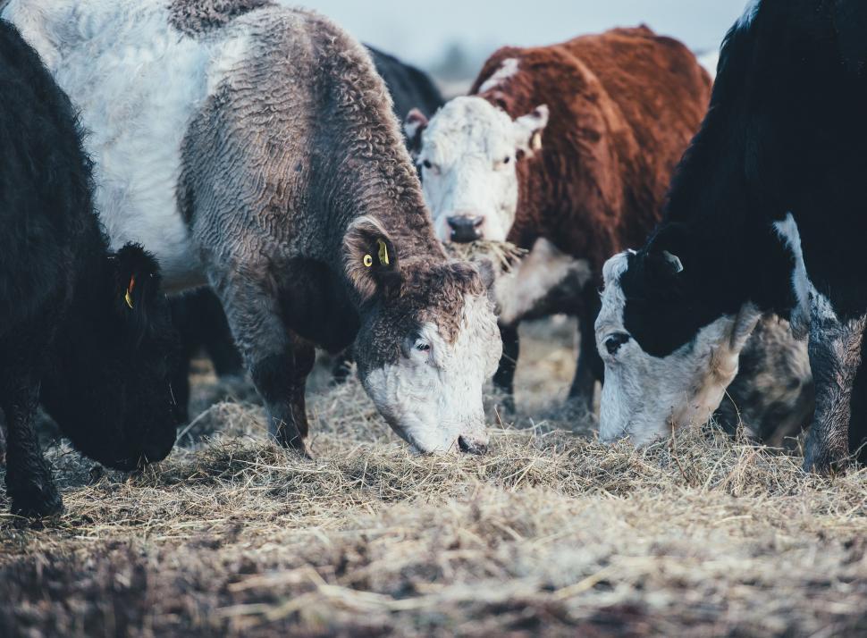 Free Image of A Herd of Cattle Grazing on Dry Grass 