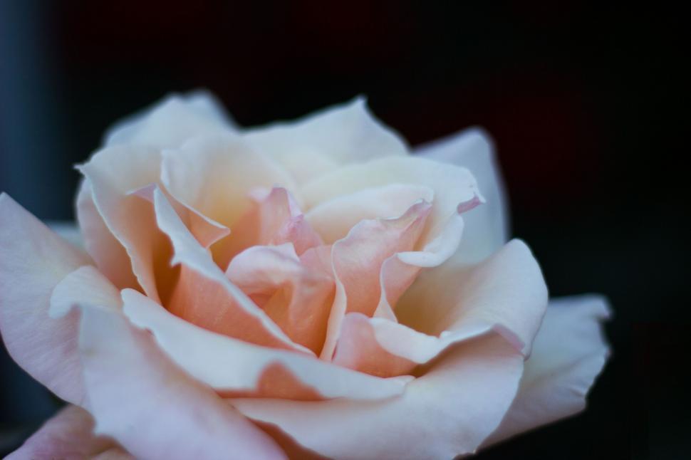 Free Image of Close Up of Flower With Blurry Background 