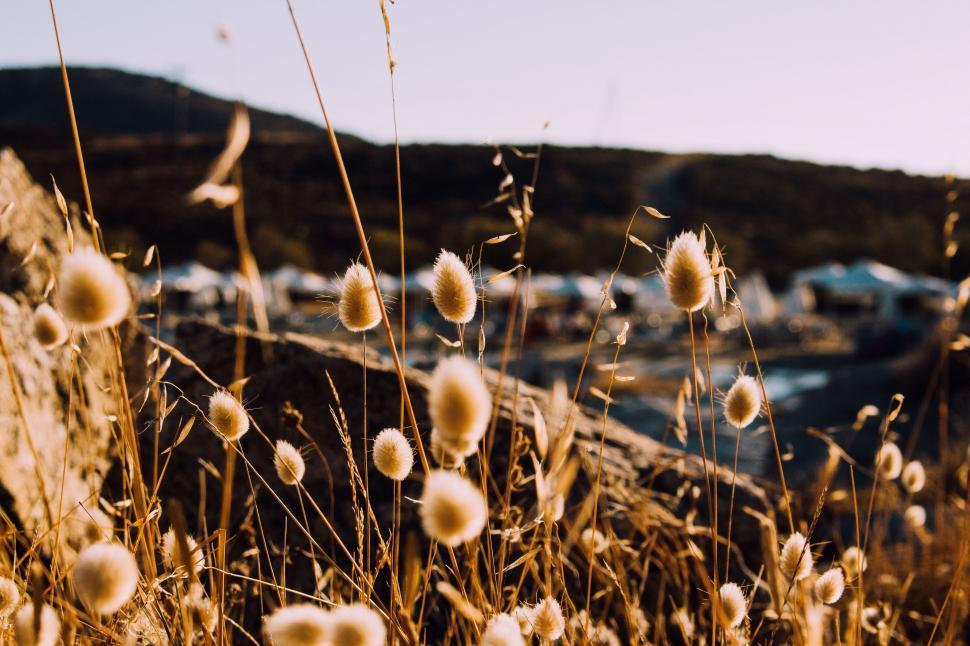 Free Image of Tall Grass Field With Mountain Background 
