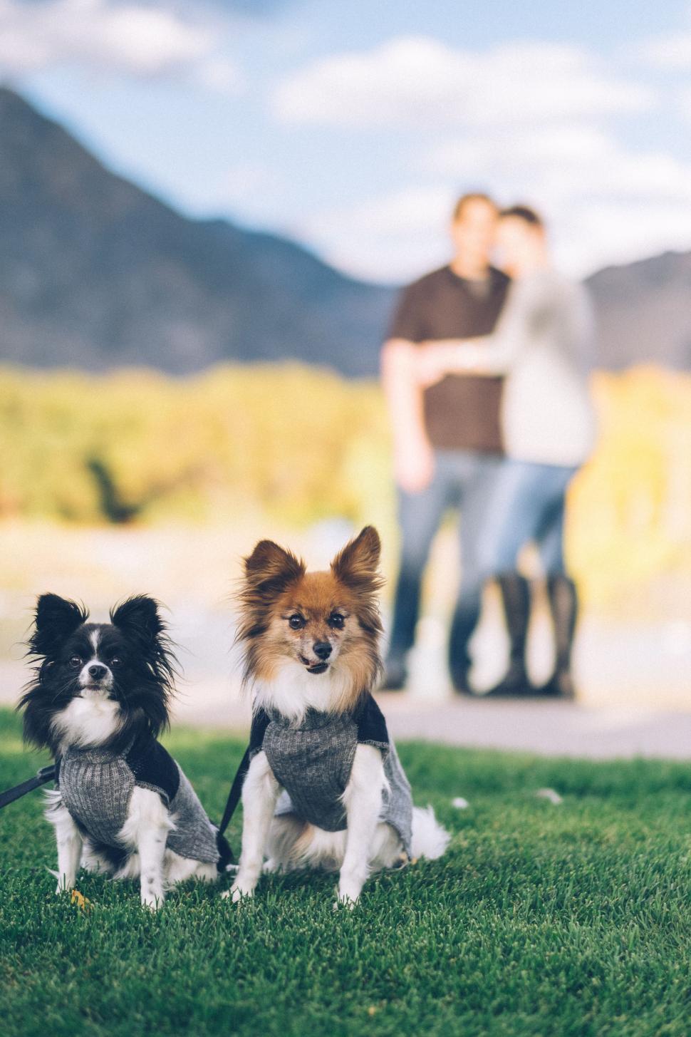 Free Image of Couple of Dogs Sitting on Top of a Lush Green Field 