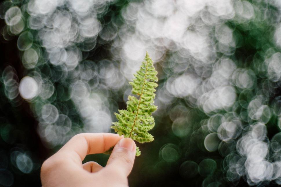Free Image of Person Holding Small Green Plant 