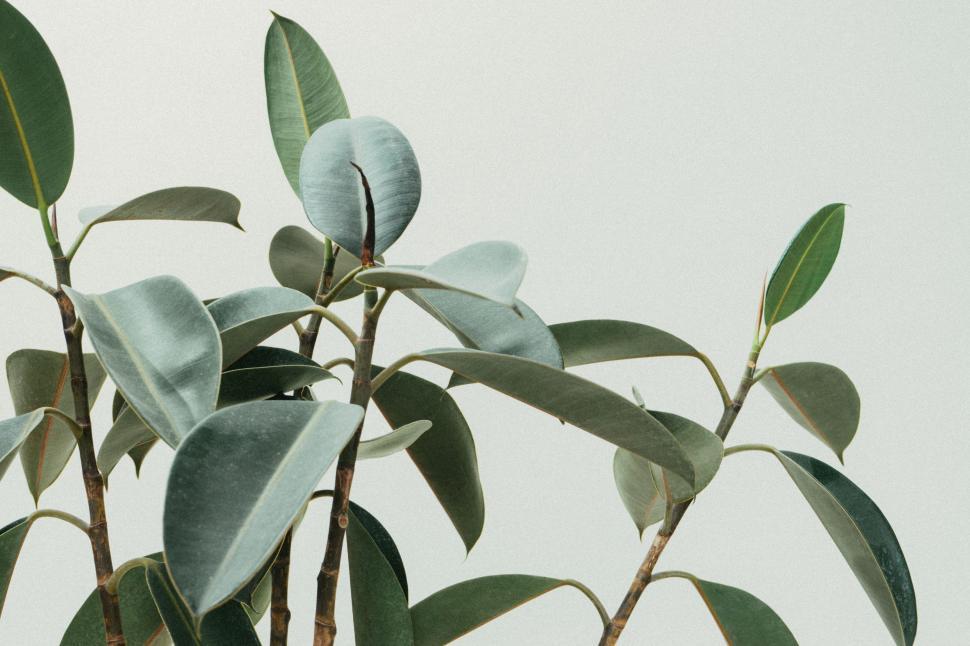 Free Image of Close Up of Lush Green Plant 