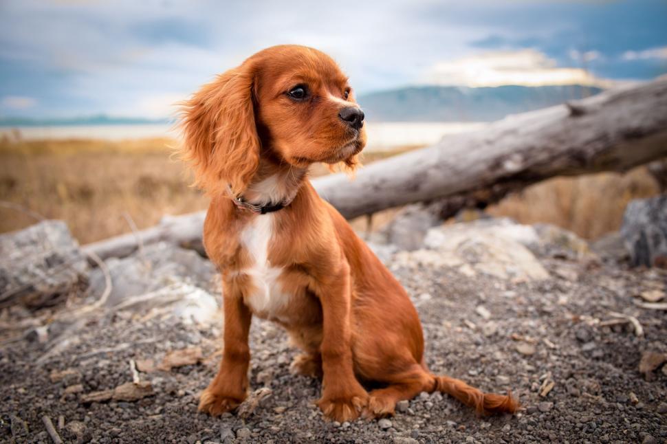 Free Image of Brown and White Dog Sitting on Dirt Field 