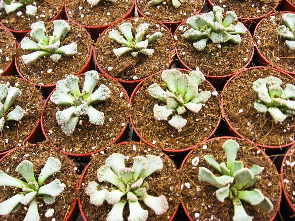 Free Image of cactuses 