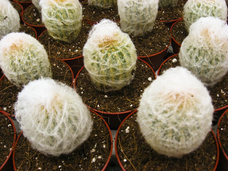 Free Image of Cactus 