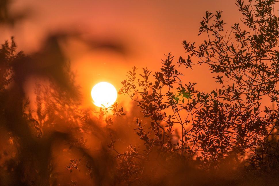 Free Image of Sun Setting Over Trees 