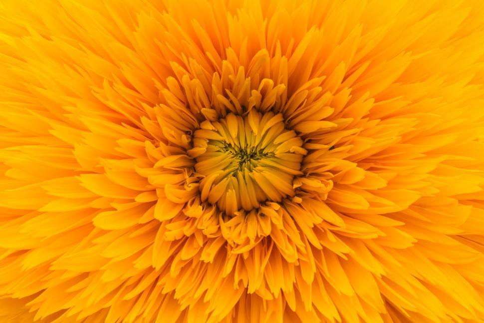 Free Image of Close Up of a Large Yellow Flower 