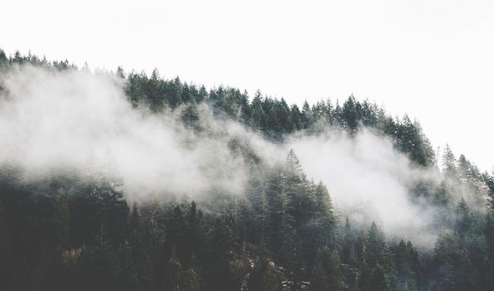 Free Image of Majestic Black and White Forest 