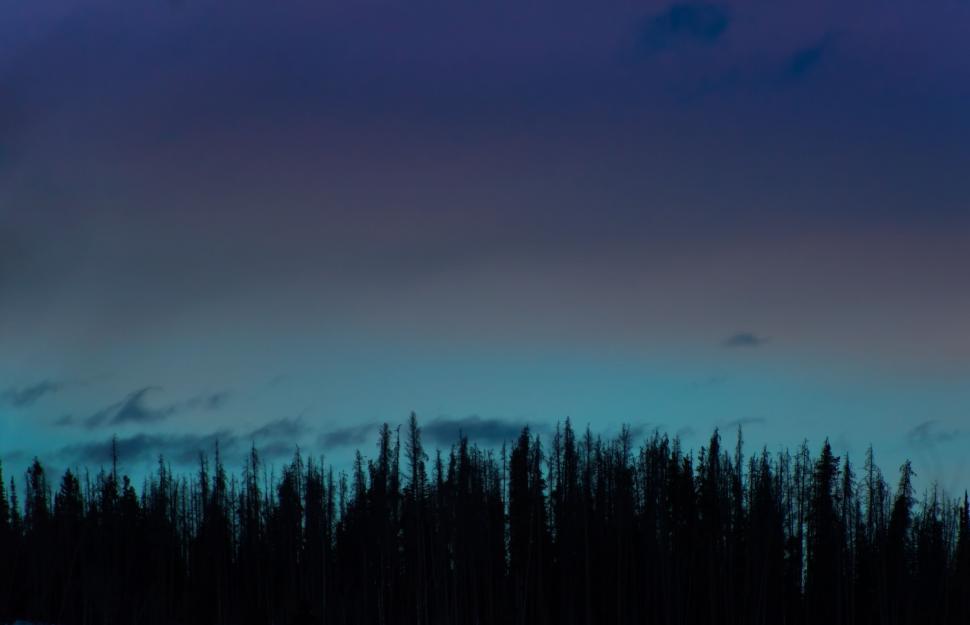 Free Image of Full Moon Shining Over Forest Canopy 
