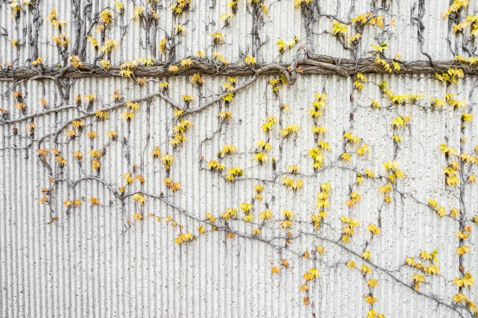 Free Image of Yellow Flowers Growing on Side of Building 